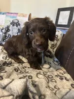 Rocket, a male Dachshund for sale in Mountain Grove, MO – 2 of 8