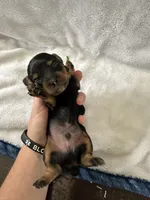 Freedom, a male Dachshund for sale in Mountain Grove, MO – 6 of 10