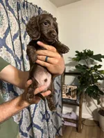 Rocket, a male Dachshund for sale in Mountain Grove, MO – 1 of 8