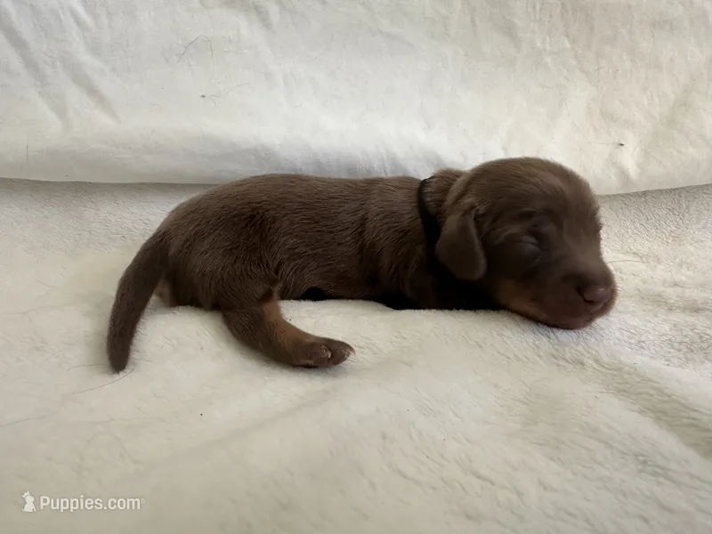 Independence – Dachshund puppy for sale in Mountain Grove, MO