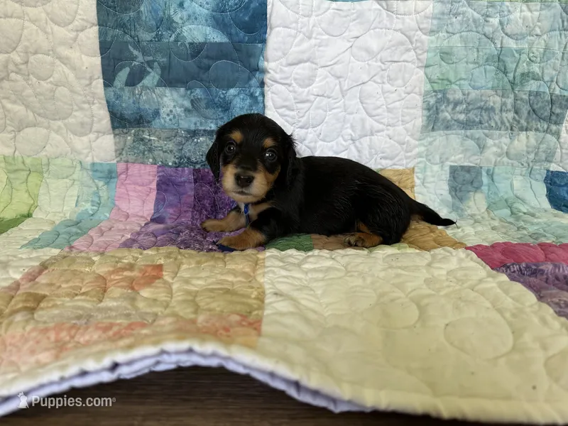 Patriot – Dachshund puppy on hold in Mountain Grove, MO