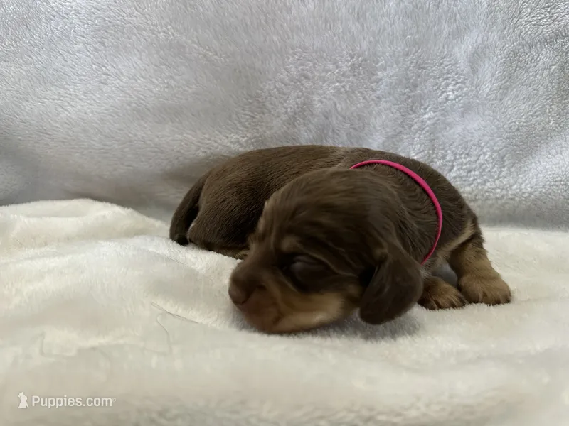 July – Dachshund puppy on hold in Mountain Grove, MO