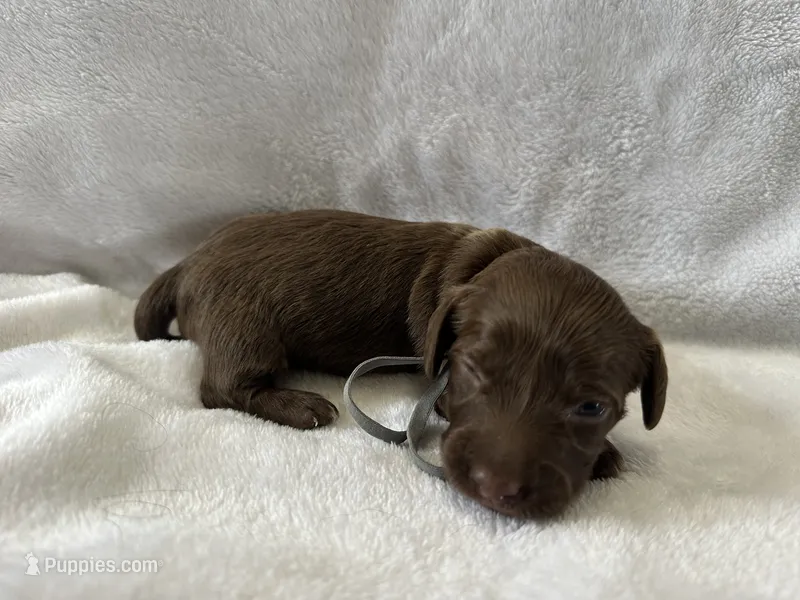 Rocket – Dachshund puppy for sale in Mountain Grove, MO