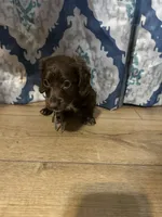 Rocket, a male Dachshund for sale in Mountain Grove, MO – 3 of 8