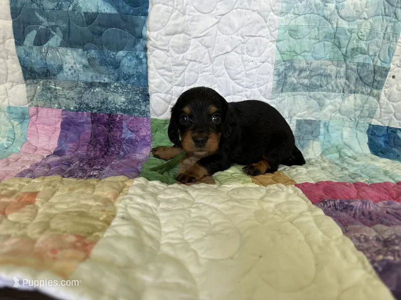 Freedom – Dachshund puppy for sale in Mountain Grove, MO