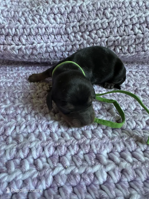 Freedom – Dachshund puppy for sale in Mountain Grove, MO