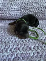 Freedom, a male Dachshund for sale in Mountain Grove, MO – 1 of 3