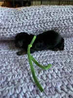 Freedom, a male Dachshund for sale in Mountain Grove, MO – 3 of 3
