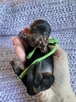 Freedom, a male Dachshund for sale in Mountain Grove, MO – 2 of 3