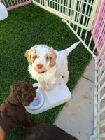 Woodstock , a male Labradoodle and Australian Labradoodle for sale in Atascadero, CA – Photo 3 of 3