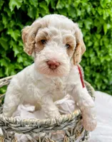 Woodstock , a male Labradoodle and Australian Labradoodle for sale in Atascadero, CA – Photo 1 of 3