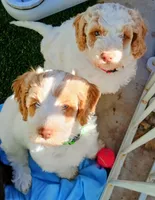 Woodstock , a male Labradoodle and Australian Labradoodle for sale in Atascadero, CA – Photo 2 of 3