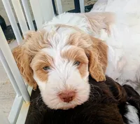 Snoopy , a male Labradoodle and Australian Labradoodle for sale in Atascadero, CA – Photo 2 of 3