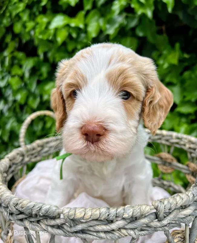 Snoopy  – Labradoodle, Australian Labradoodle puppy for sale in Atascadero, CA