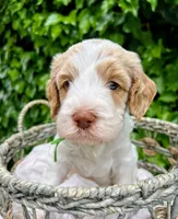 Snoopy , a male Labradoodle and Australian Labradoodle for sale in Atascadero, CA – Photo 1 of 3