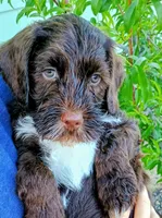Linus , a male Labradoodle and Australian Labradoodle for sale in Atascadero, CA – Photo 2 of 7