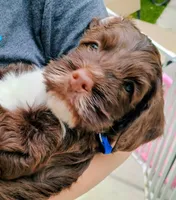 Linus , a male Labradoodle and Australian Labradoodle for sale in Atascadero, CA – Photo 4 of 7