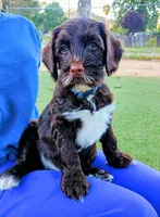 Linus , a male Labradoodle and Australian Labradoodle for sale in Atascadero, CA – Photo 5 of 7