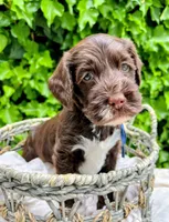 Linus , a male Labradoodle and Australian Labradoodle for sale in Atascadero, CA – Photo 1 of 7