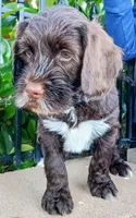 Linus , a male Labradoodle and Australian Labradoodle for sale in Atascadero, CA – Photo 3 of 7