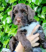 Linus , a male Labradoodle and Australian Labradoodle for sale in Atascadero, CA – Photo 6 of 7