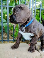 Linus , a male Labradoodle and Australian Labradoodle for sale in Atascadero, CA – Photo 7 of 7