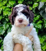 Lucy, a female Labradoodle and Australian Labradoodle for sale in Atascadero, CA – Photo 5 of 6