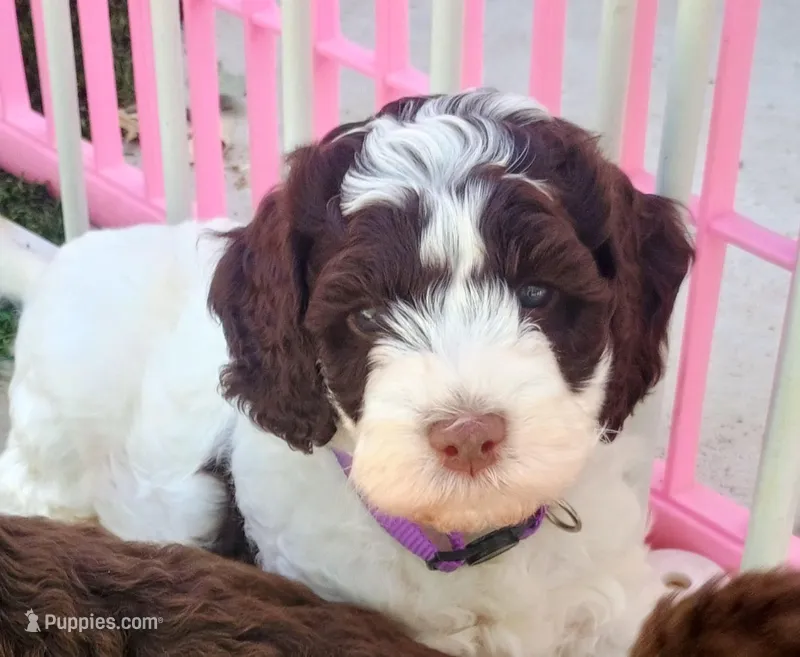 Lucy – Labradoodle, Australian Labradoodle puppy for sale in Atascadero, CA