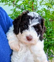 Lucy, a female Labradoodle and Australian Labradoodle for sale in Atascadero, CA – Photo 4 of 6
