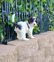 Lucy, a female Labradoodle and Australian Labradoodle for sale in Atascadero, CA – Photo 6 of 6