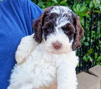 Lucy, a female Labradoodle and Australian Labradoodle for sale in Atascadero, CA – Photo 3 of 6