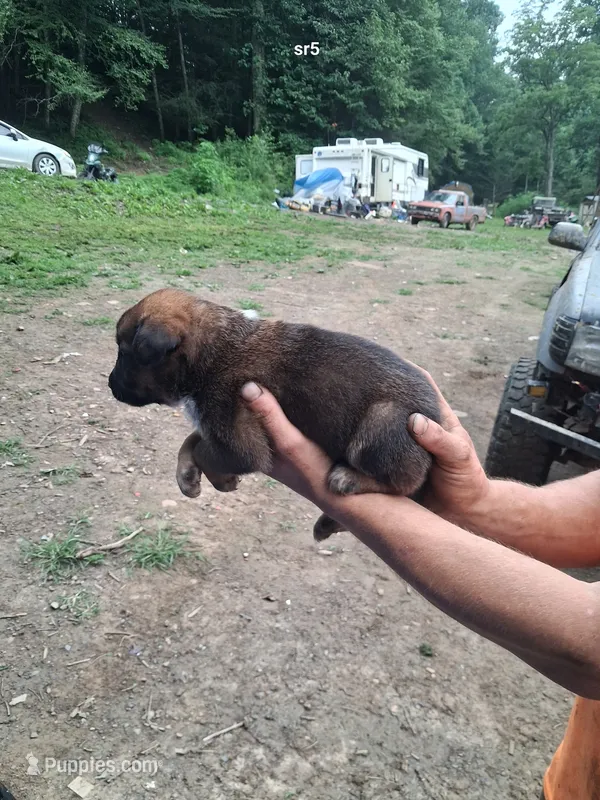No Names Yet – Norwegian Elkhound puppy for sale in Waynesville, NC