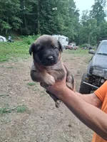 No Names Yet, a male Norwegian Elkhound for sale in Waynesville, NC – 2 of 6