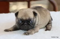 Hazel, a female Pug for sale in Dallas, TX – 4 of 9
