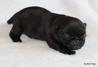 Timmy, a male Pug for sale in Dallas, TX – 10 of 10