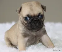 Walter, a male Pug for sale in Dallas, TX – 8 of 10