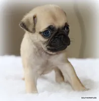 Walter, a male Pug for sale in Dallas, TX – 6 of 9