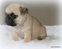 Noodle, a female Pug for sale in Dallas, TX – 5 of 10