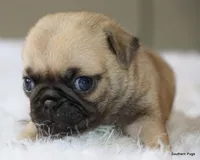 Walter, a male Pug for sale in Dallas, TX – 7 of 10