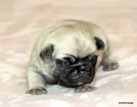 Teddy, a male Pug for sale in Dallas, TX – Photo 9 of 10