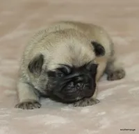 Teddy, a male Pug for sale in Dallas, TX – Photo 10 of 10