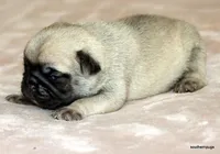 Teddy, a male Pug for sale in Dallas, TX – Photo 7 of 10