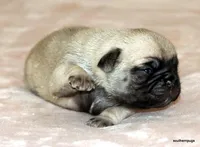 Teddy, a male Pug for sale in Dallas, TX – Photo 6 of 10