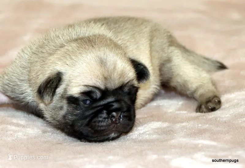 Teddy – Pug puppy for sale in Dallas, TX