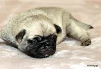Teddy, a male Pug for sale in Dallas, TX – Photo 1 of 10