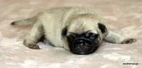 Teddy, a male Pug for sale in Dallas, TX – Photo 3 of 10