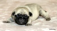 Teddy, a male Pug for sale in Dallas, TX – Photo 2 of 10