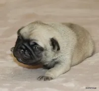 Teddy, a male Pug for sale in Dallas, TX – Photo 5 of 10