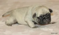 Teddy, a male Pug for sale in Dallas, TX – Photo 4 of 10