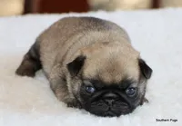 Hazel, a female Pug for sale in Dallas, TX – 6 of 9